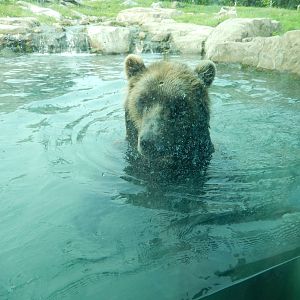 7/3/2015 - Brown Bear Swimming
