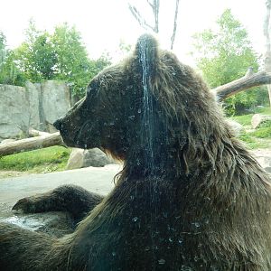 7/3/2015 - Brown Bear Up-Close