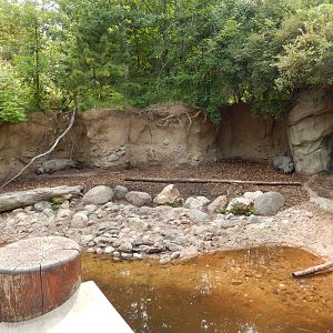 7/3/2015 - Half of the Wild Boar Exhibit