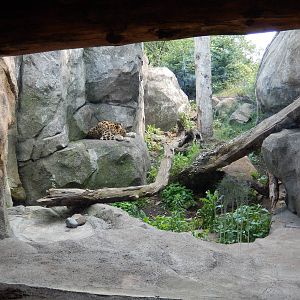7/3/2015 - Amur Leopard Habitat (1 of 3)