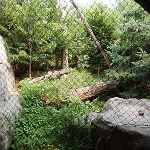 7/3/2015 - Amur Leopard Habitat (1 of 3)