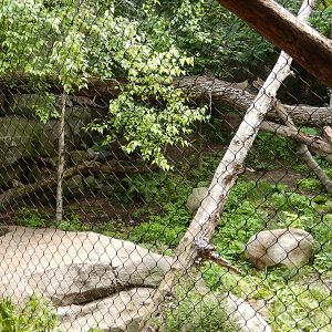 7/3/2015 - Amur Leopard Habitat (1 of 3)