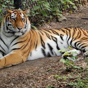 7/3/2015 - Amur Tiger