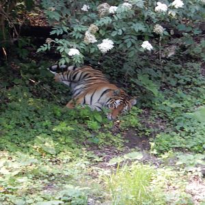 7/3/2015 - Amur Tiger