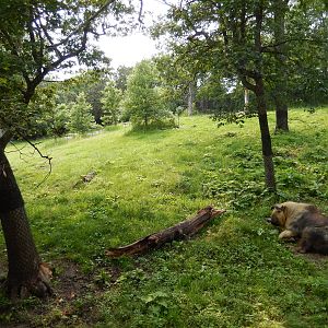 7/3/2015 - Takin Habitat Right Half