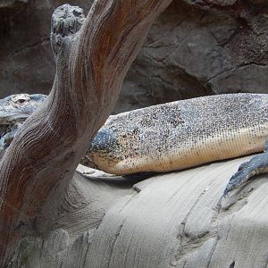 7/3/2015 - Komodo Dragon