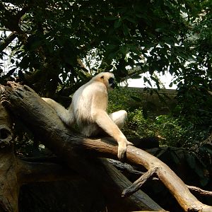 7/3/2015 - Female White-Cheeked Gibbon