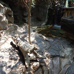 7/3/2015 - Asian Small-Clawed Otter Exhibit
