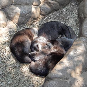7/3/2015 - Asian Small-Clawed Otters