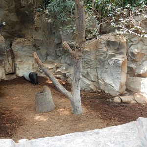 7/3/2015 - Left Half of Malayan Tapir/Binturong Exhibit
