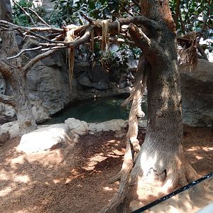 7/3/2015 - Right Half of Malayan Tapir/Binturong Exhibit