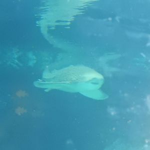 7/3/2015 - Zebra Shark