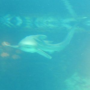 7/3/2015 - Zebra Shark