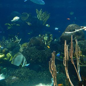 7/3/2015 - Pacific Reef