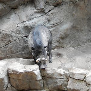 7/3/2015 - Visayan Warty Pig