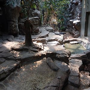 7/3/2015 - Visayan Warty Pig Exhibit