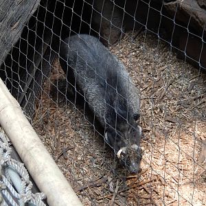 7/3/2015 - Visayan Warty Pig Up-Close