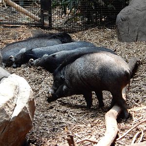 7/3/2015 - Visayan Warty Pigs