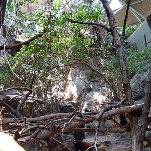 7/3/2015 - Red Panda Exhibit
