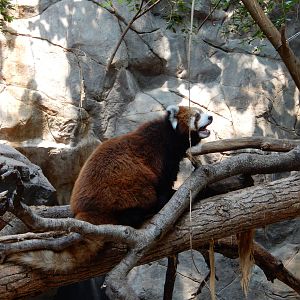 7/3/2015 - Red Panda