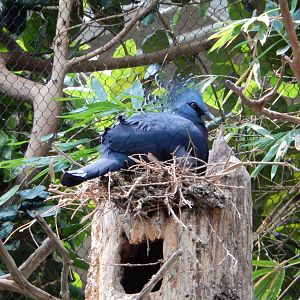 7/3/2015 - Victoria Crowned Pigeon