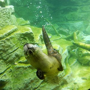 7/3/2015 - River Otter Swimming