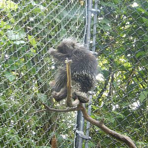 7/3/2015 - Porcupine