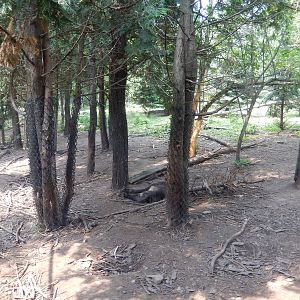 7/3/2015 - Gray Wolf Habitat