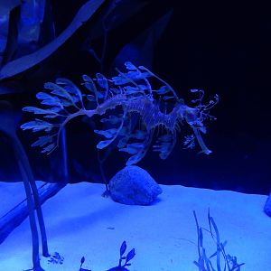 7/3/2015 - Leafy Seadragon