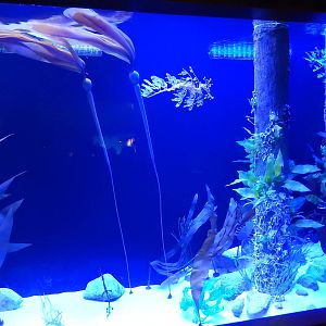 7/3/2015 - Leafy Seadragon Tank