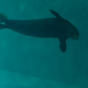 7/3/2015 - Hawaiian Monk Seal