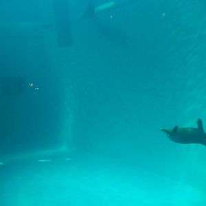 7/3/2015 - Hawaiian Monk Seal Tank - Underwater View