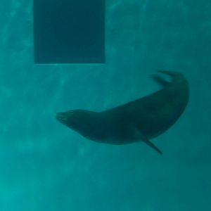 7/3/2015 - Hawaiian Monk Seal