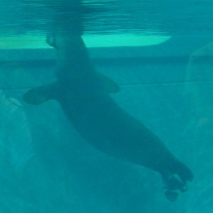 7/3/2015 - Hawaiian Monk Seal