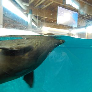 7/3/2015 - Monk Seal Up-Close