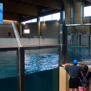 7/3/2015 - Right Half of Hawaiian Monk Seal Tank