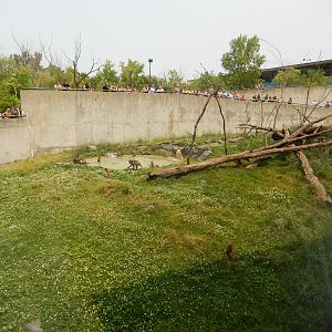 7/3/2015 - Left Half of Japanese Macaque Habitat