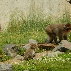 7/3/2015 - Japanese Macaque Trio