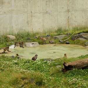 7/3/2015 - Japanese Macaques