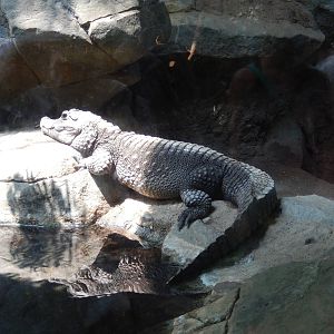 7/3/2015 - Dwarf Crocodile