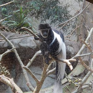 7/3/2015 - Colobus Monkey