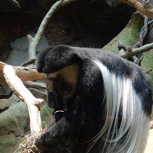 7/3/2015 - Colobus Monkey
