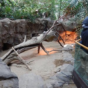 7/3/2015 - Komodo Dragon Exhibit
