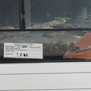 Common midwife toad, July 2015.