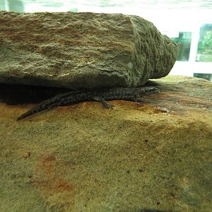 Sardinian brook salamander, July 2015.