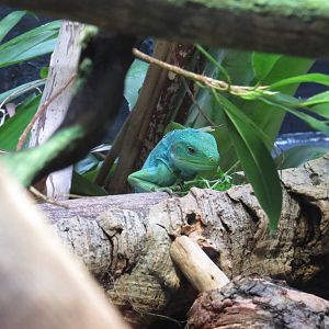 Fiji banded iguana, July 2015.