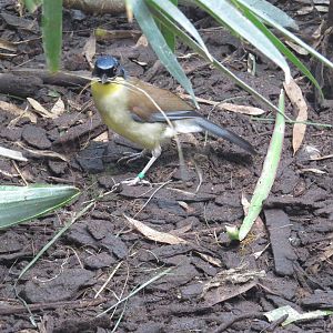Blue-crowned laughingthrush, July 2015.