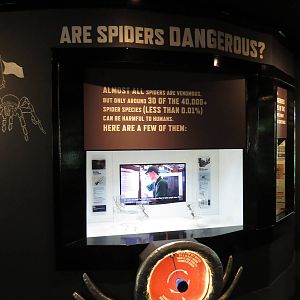 In with the spiders - dangerous spiders, July 2015.
