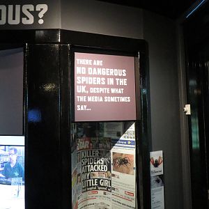 In with the spiders - False widow, July 2015.