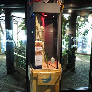 In with the spiders - Huntsman spiders, July 2015.